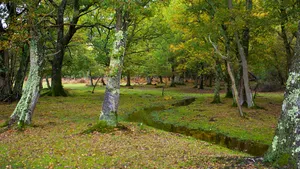 绿色自然风景图片_3