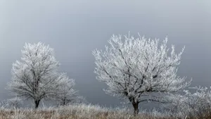 雾凇雪景景观图片_2