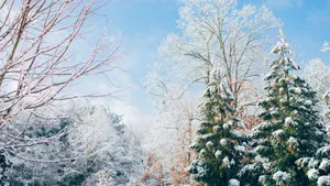 雾凇雪景景观图片_3