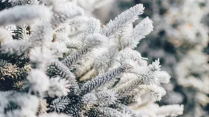雾凇雪景景观图片_4
