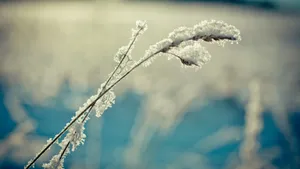 雾凇雪景景观图片_6