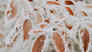 雾凇雪景景观图片_7