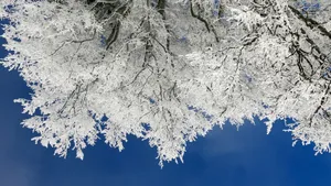 雾凇雪景景观图片_8