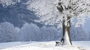 冬天的雪风景图片_8