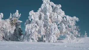 冬天的雪风景图片_9