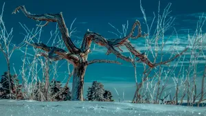 冬天的雪风景图片_12