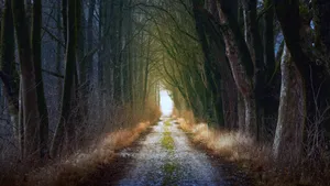 幽静的树林小路图片_7