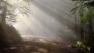 幽静的树林小路图片_10