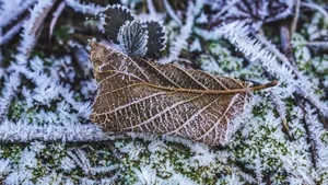 寒冷的冰雪霜冻图片_2