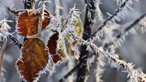寒冷的冰雪霜冻图片_5