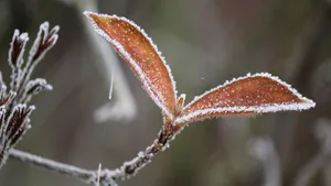寒冷的冰雪霜冻图片_6