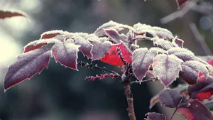 寒冷的冰雪霜冻图片_7