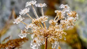 寒冷的冰雪霜冻图片_8