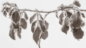 寒冷的冰雪霜冻图片_9