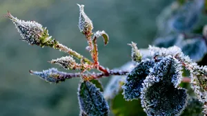 寒冷的冰雪霜冻图片_10