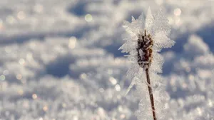 寒冷的冰雪霜冻图片_13