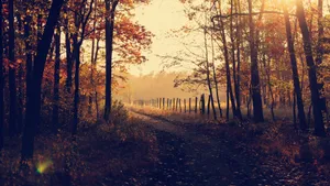 森林小路风景图片_2