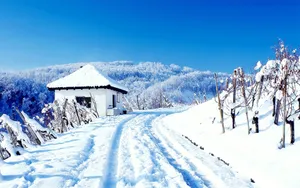 冬季雪景图片