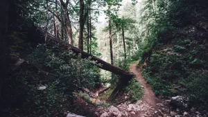 山林中的小路风景图片_2