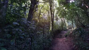 山林中的小路风景图片_4