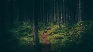 山林中的小路风景图片_5