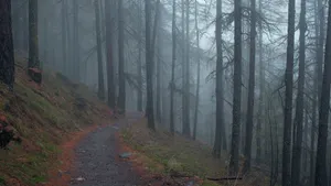 山林中的小路风景图片_8