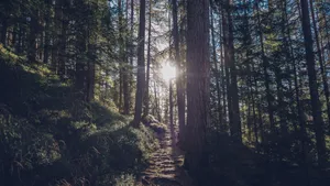 山林中的小路风景图片_9