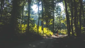 山林中的小路风景图片_12