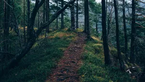 山林中的小路风景图片_13