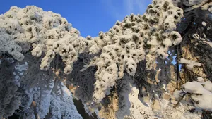 安徽天柱山雪景图片_3