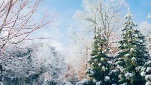 冬季雪松雪景图片_2