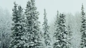冬季雪松雪景图片_3
