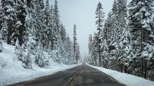 冬季雪松雪景图片_4