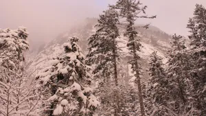 冬季雪松雪景图片_6