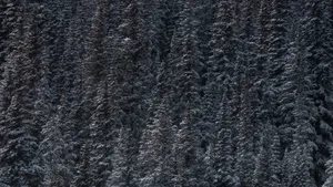 冬季雪松雪景图片_7