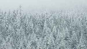 冬季雪松雪景图片_8