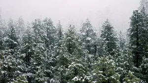 冬季雪松雪景图片_9