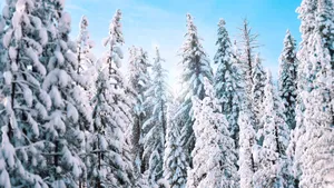 冬季雪松雪景图片_10