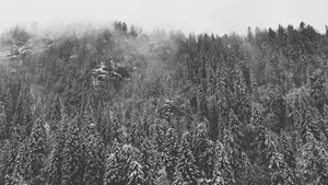 冬季雪松雪景图片_11