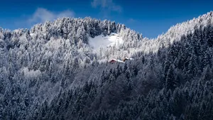 冬季雪松雪景图片_12
