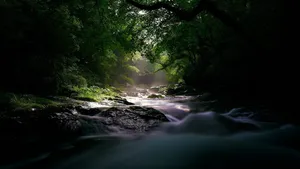 森林里的小溪流图片_3
