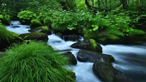 森林里的小溪流图片_5