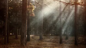 森林中的树木图片壁纸_10