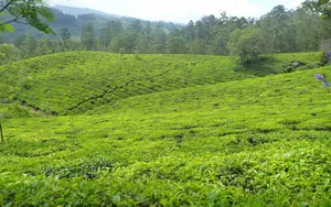 茶园茶叶图片_4