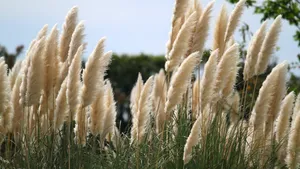 河边芦苇风景图片_10