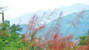 河边芦苇风景图片_12