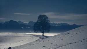 孤独的树风景壁纸_2