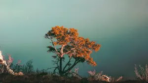 孤独的树风景壁纸_3