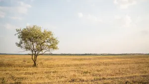 孤独的树风景壁纸_9