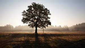 孤独的树风景壁纸_10